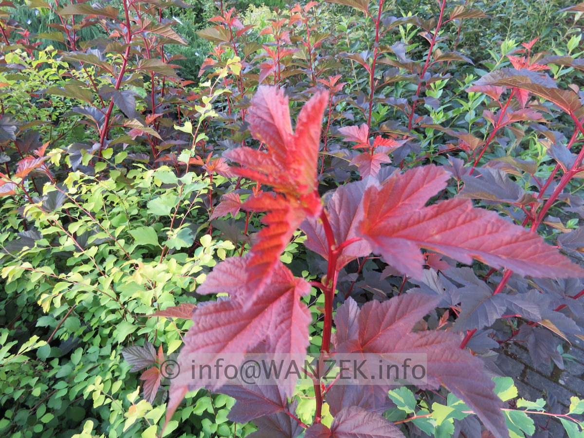 Physocarpus opulifolius Lady In Red - Triebspitze hellrot.JPG